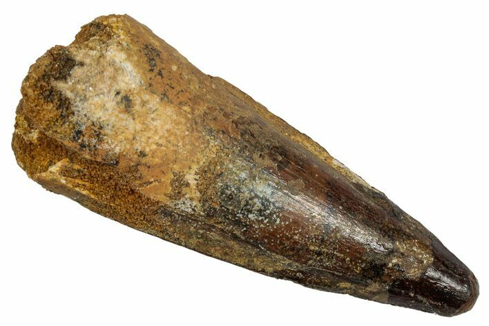 Fossil Spinosaurus Tooth - Real Dinosaur Tooth #345412